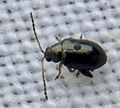 Aphthona