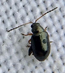 Aphthona