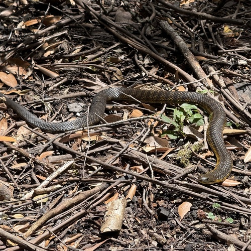 Eastern Tiger Snake sighting
