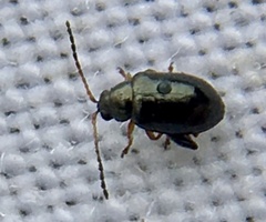 Aphthona