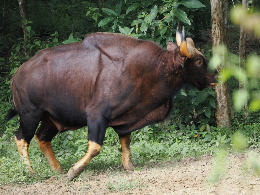 Gaur in November 2025 by Sittichai Nanthanasit · iNaturalist