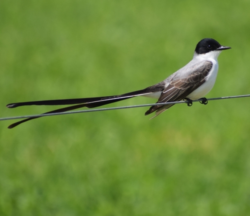 Fork-tailed Flycatcher