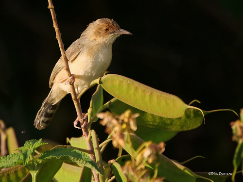 Red-faced Cisticola