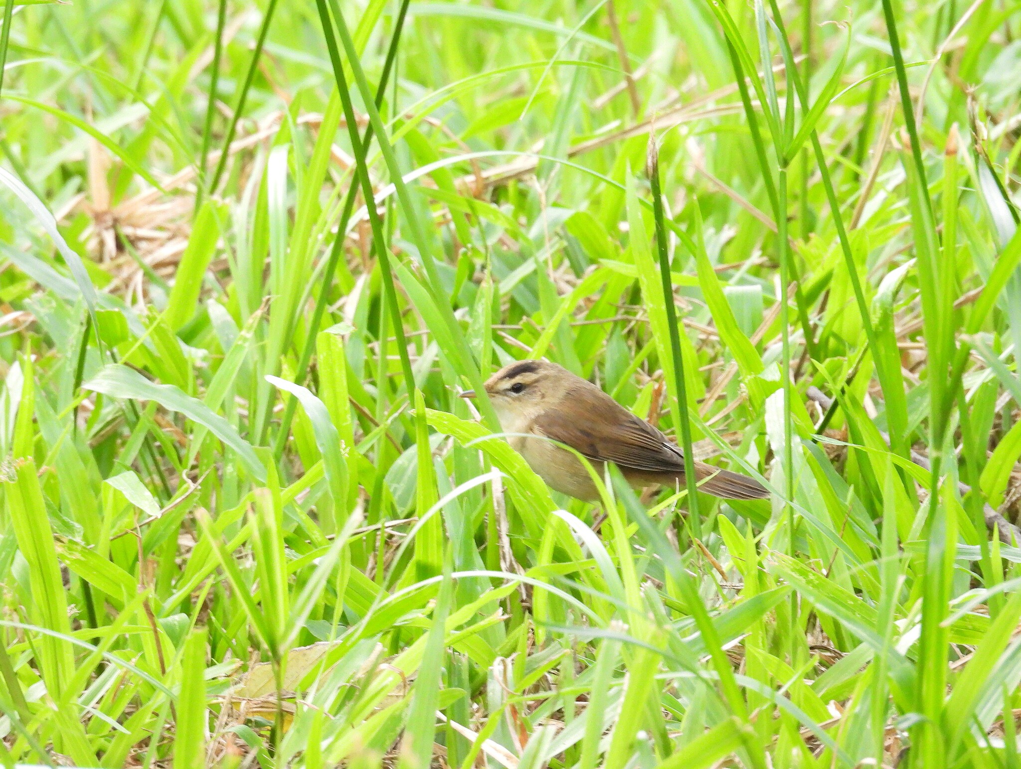 Acrocephalus bistrigiceps Swinhoe, 1860