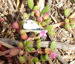 Pontia glauconome