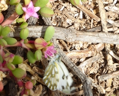 Pontia glauconome