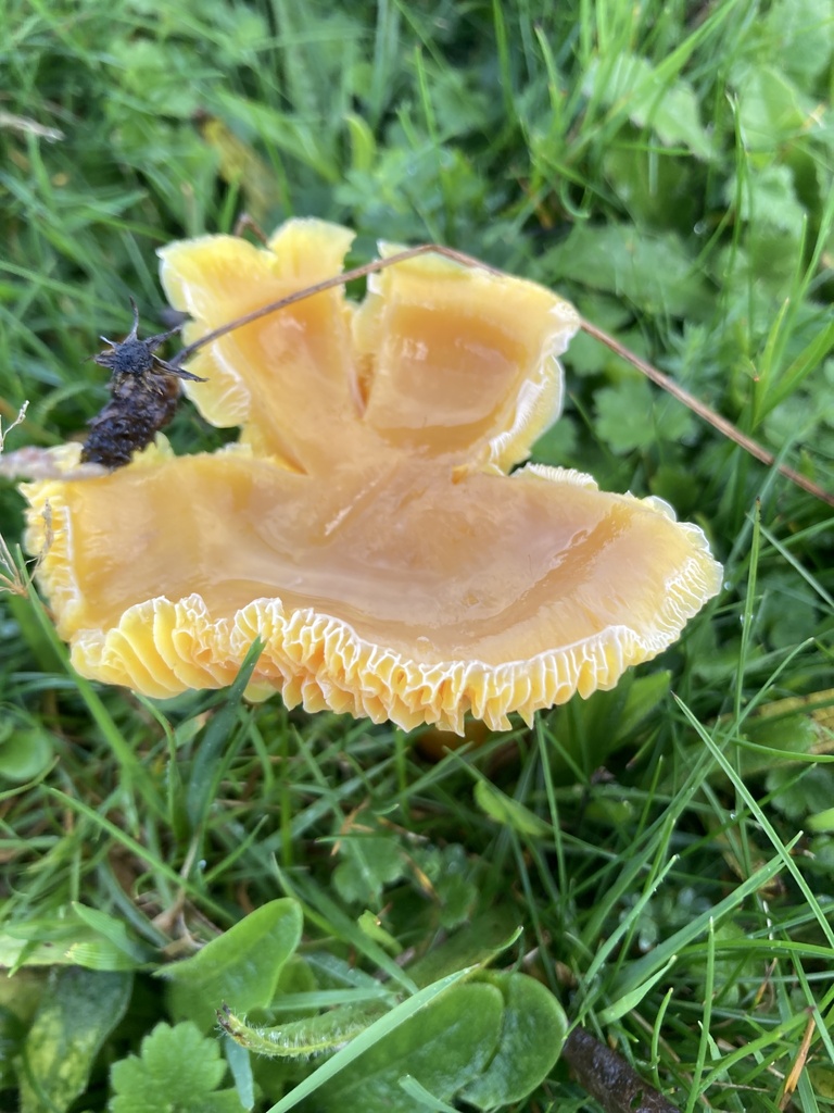 Hygrocybe quieta · November 2025 · photo: © nick37158 (iNaturalist, cc-by)