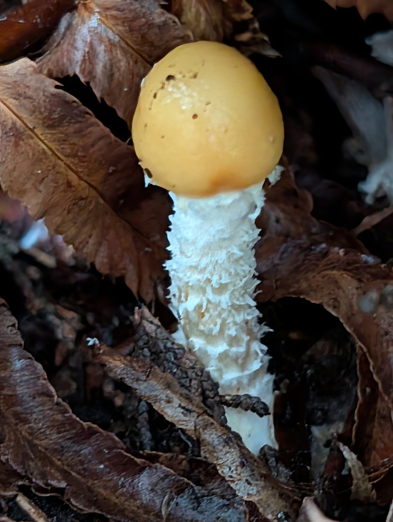 Stropharia ambigua · November 2025 · photo: © frondsinhighplaces (iNaturalist, cc-by)