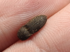 Agrypnus rectangularis