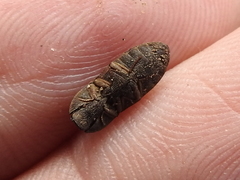 Agrypnus rectangularis