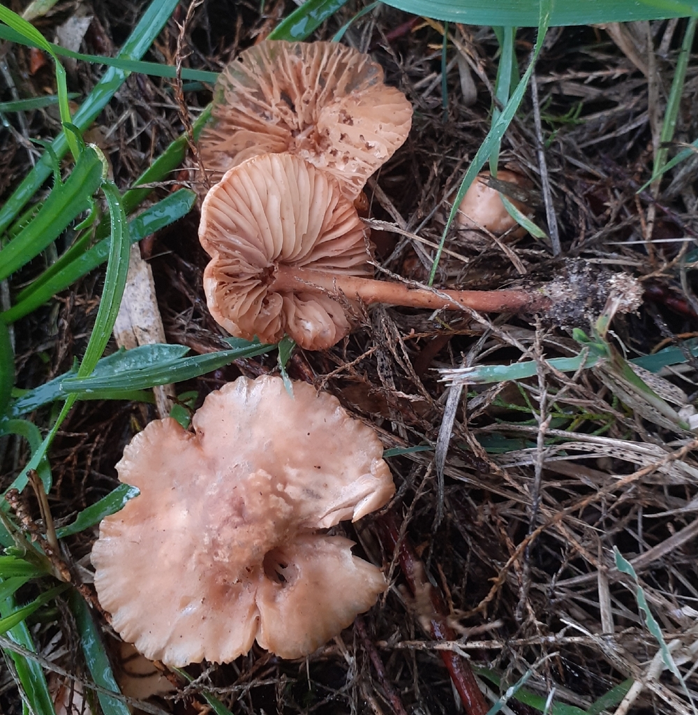 Marasmius oreades · November 2025 · photo: © bogsuckers (iNaturalist, cc-by)