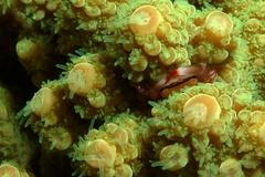 Tetralia rubridactyla