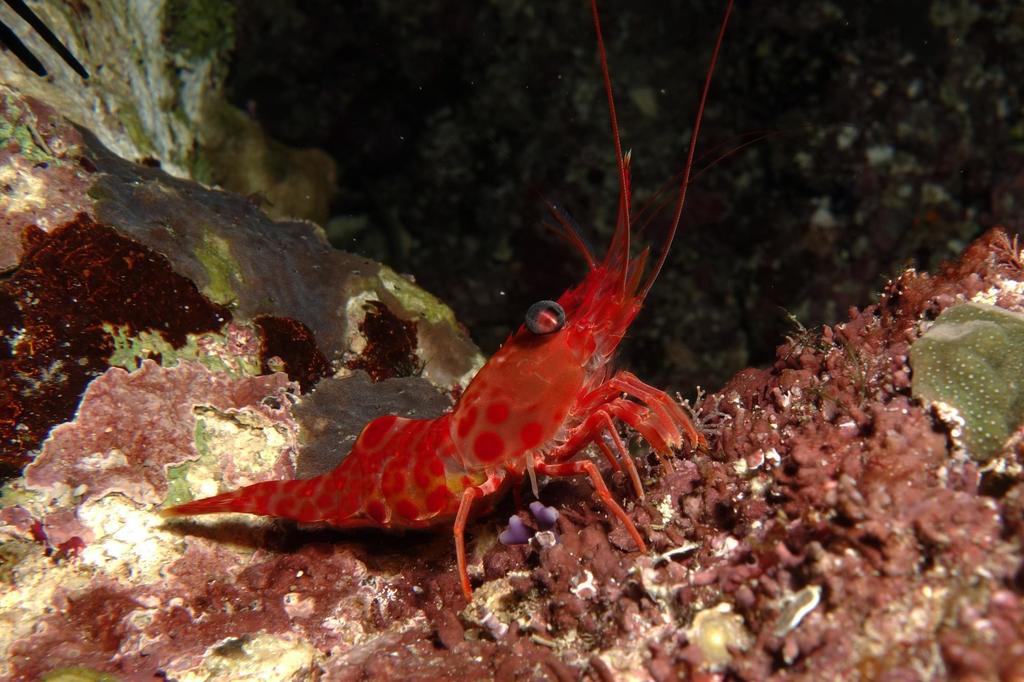 Cinetorhynchus erythrostictus