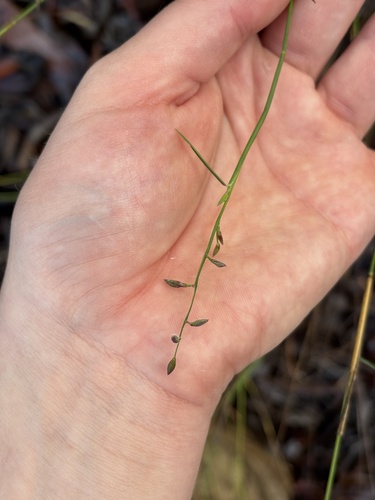 Hooked-hairy Panic Grass