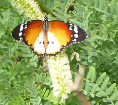 Danaus chrysippus alcippus