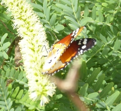 Danaus chrysippus alcippus