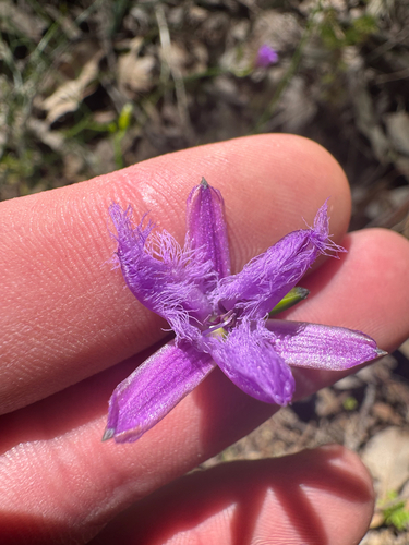 branching fringe lily (Thysanotus dichotomus)