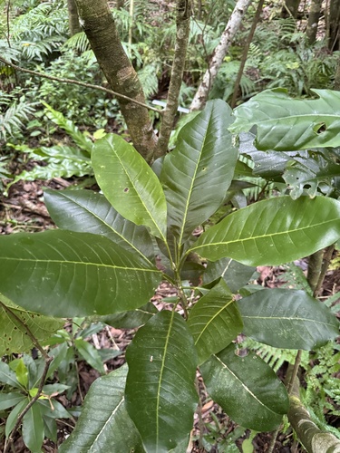 Melicope grisea iNat (1)