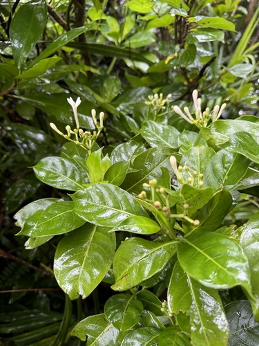 Psychotria homalosperma iNat (2)