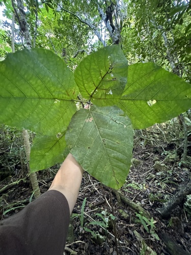 Ficus iidana iNat (2)