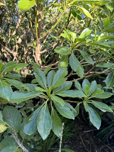 Dendrocacalia crepidifolia iNat (1)