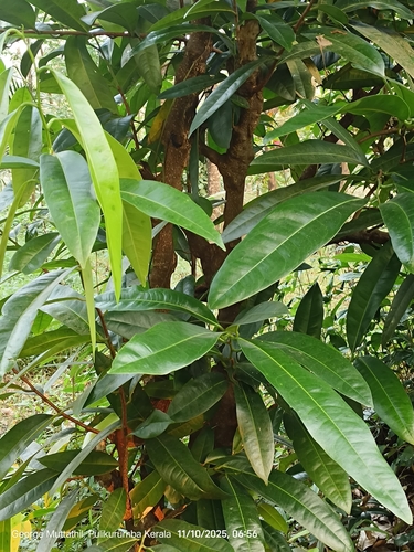 Samadera indica observed 2025-11-10