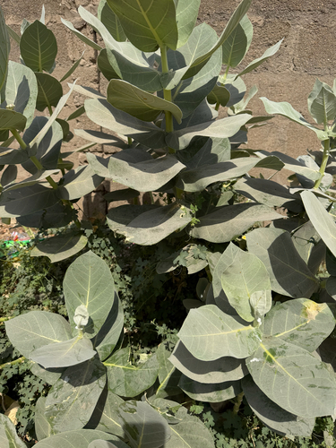 giant milkweed