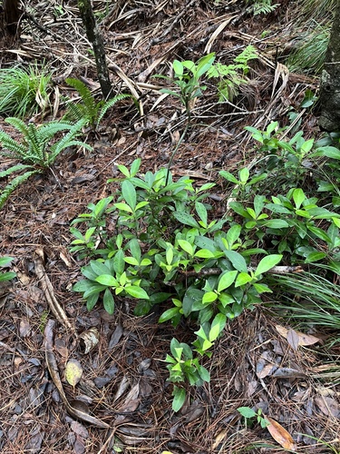 Psychotria boninensis iNat (1)