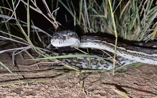Coastal Carpet Python sighting
