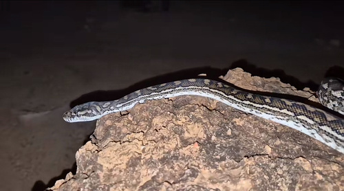 Coastal Carpet Python sighting