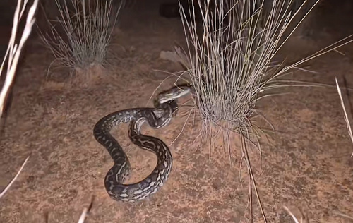 Coastal Carpet Python sighting