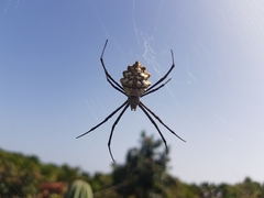 Argiope sector