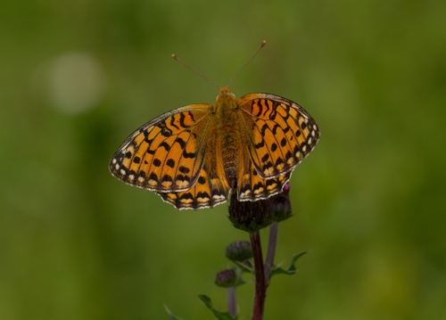 Dark Green Fritillary, 6731 Otterlo, Nederland, photo 8 of 10