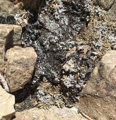 Selaginella leucobryoides