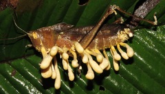 Beauveria locustiphila