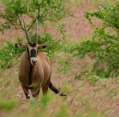 Oryx beisa