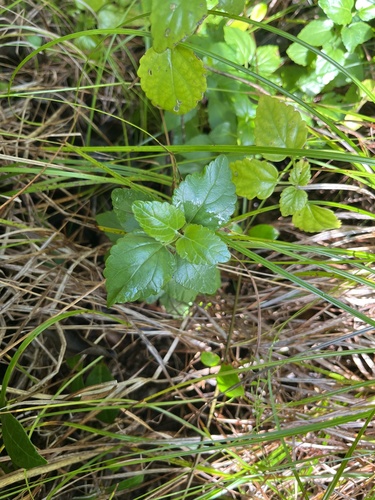 Scutellaria longituba iNat (2)