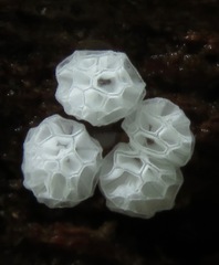 Ceratiomyxa morchella