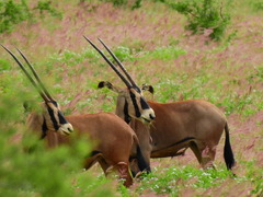 Oryx beisa