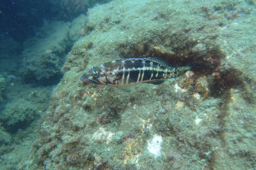 Blacktail comber (Serranus atricauda) — Serranidae — 2