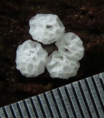 Ceratiomyxa morchella