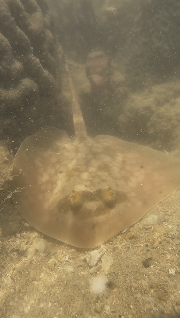 Brown-reticulate stingray (Neotrygon leylandi) — Dasyatidae