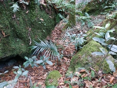 Chamaedorea radicalis