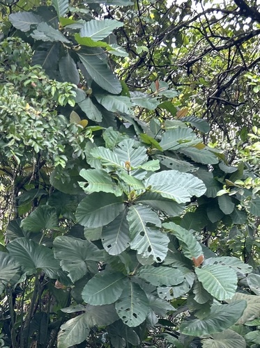 Abura (Mitragyna stipulosa)
