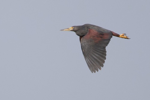 iNaturalist: (c) ou.wildlife, some rights reserved (CC BY-NC), uploaded by ou.wildlife iNaturalist image