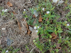 Richardia grandiflora