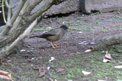 Turdus falcklandii