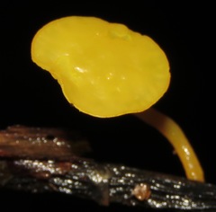 Dicephalospora rufocornea