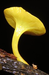 Dicephalospora rufocornea