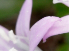 Richardia grandiflora